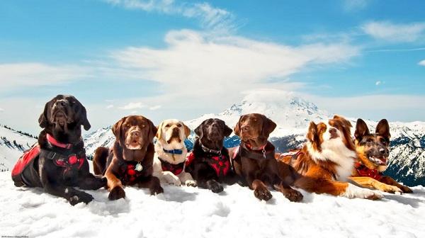 மனிதர்களை மீட்கும் நாய்கள்
