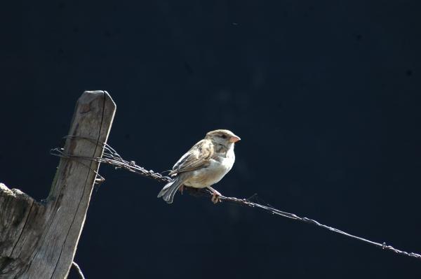 சிட்டுக்குருவி