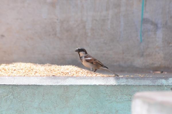 சிட்டுக்குருவி