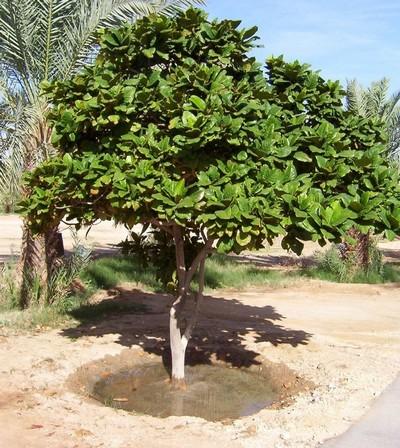 கத்தாரில் வாதம் மரம்