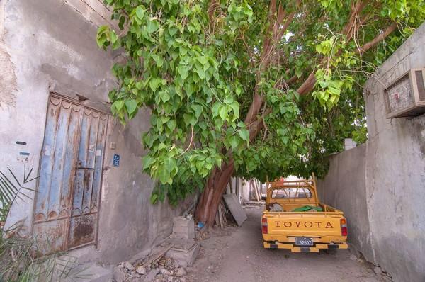 கத்தார் நாட்டில் அரச மரம்