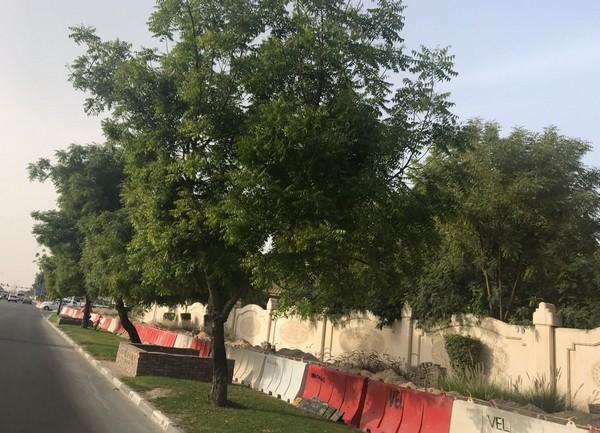 கத்தாரில் வேப்பம் மரம்