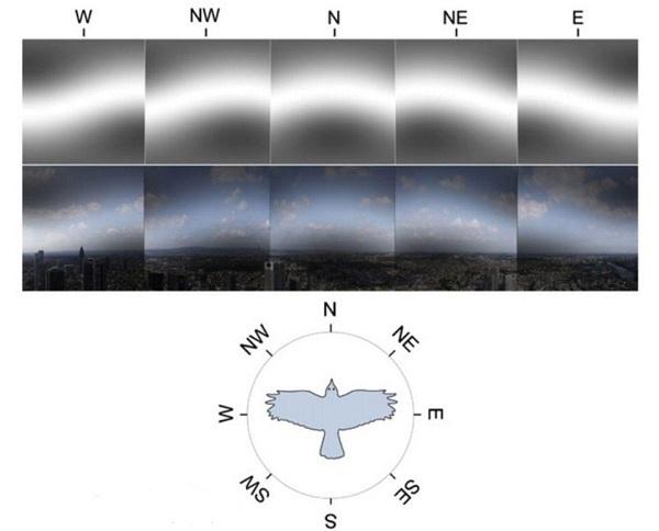 பார்வையில் காந்தப்புலன்