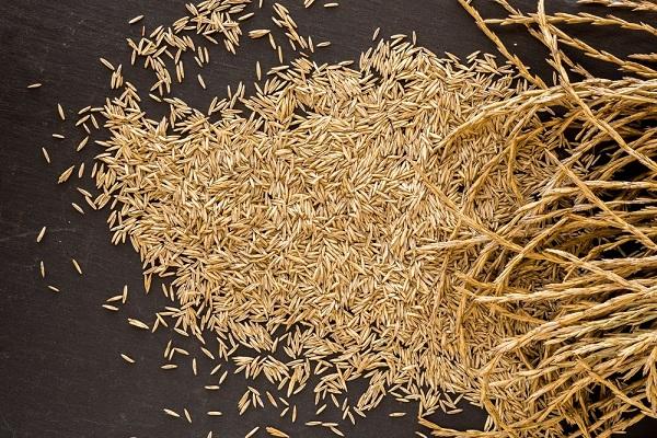 கோர்ன்ஸா கோதுமை - எதிர்கால உணவுகள்