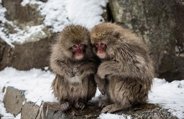 வெந்நீர் குளியலில் குரங்குகள்