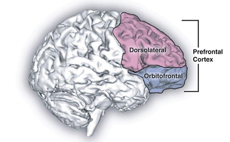 Dorsolateral Prefrontal Cortex (dlPFC)