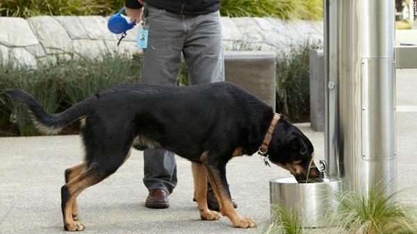 அமேஸான்