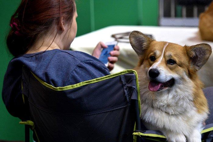 அமேஸான் நாய்கள்