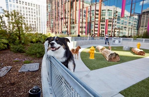 நாய் பூங்கா