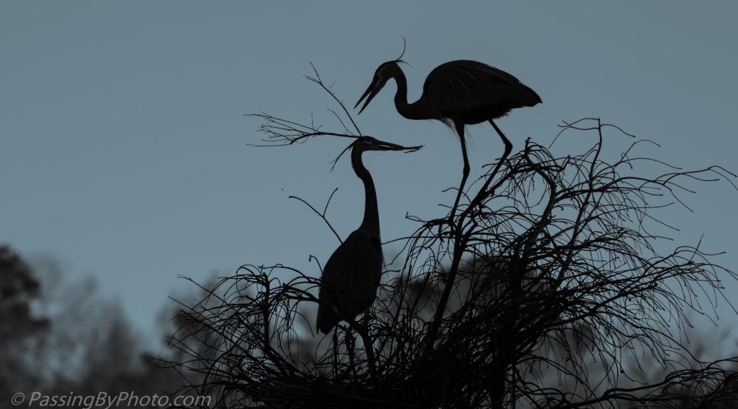 Heron Nest