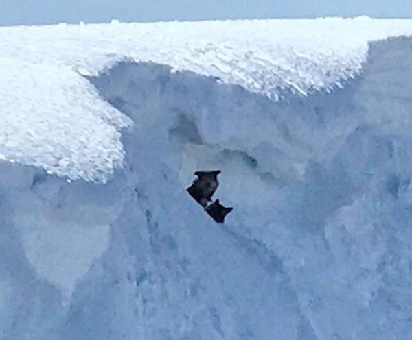 மீட்கப்பட்ட நாய்கள்