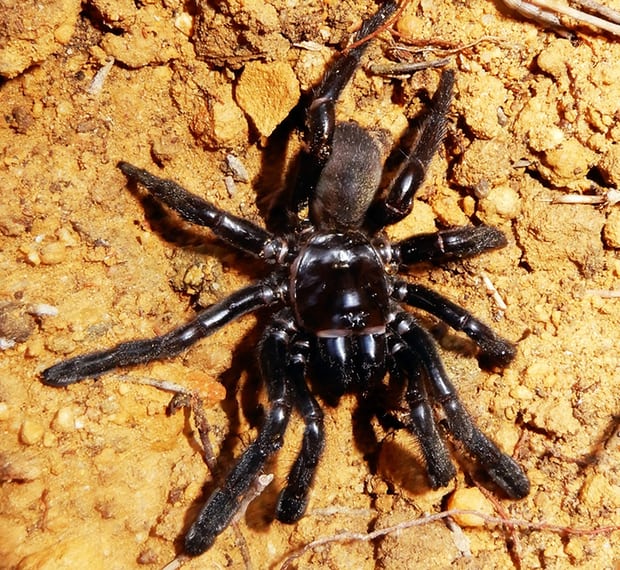 spider_18189.jpg