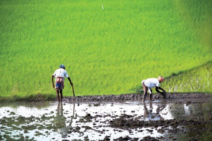 காவிரி நீரில் செழித்த விவசாயம்