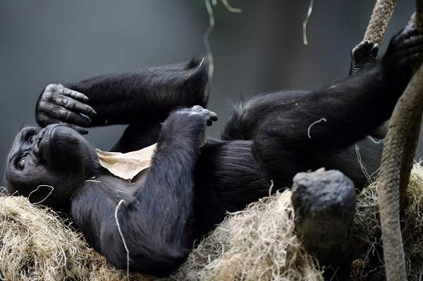 கொரில்லா, கிளி, யானை