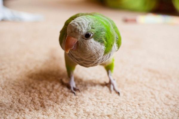 கிளி, யானை, கொரில்லா