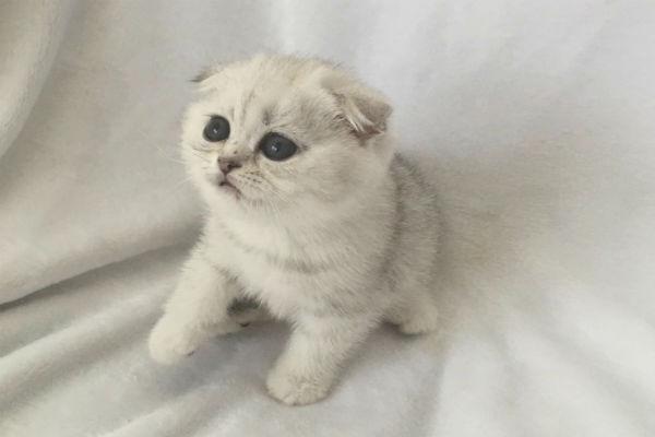 ஸ்காட்டிஷ் உல்ஃப்