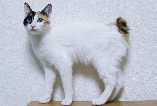 ஜப்பான் பாப்டைல்