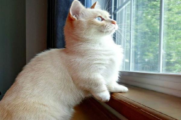 மன்ச்கின்