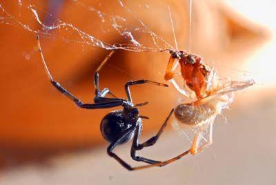 கருப்பு விதவை