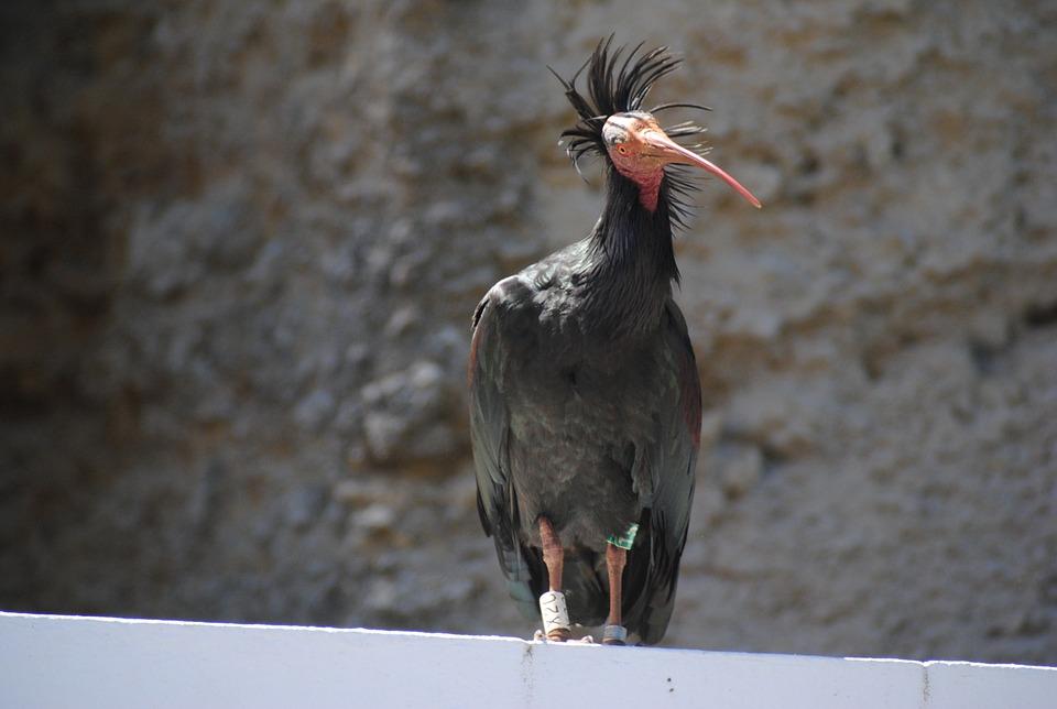 Northern bald Ibis