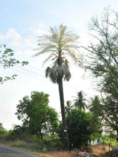 தாளிப்பனை