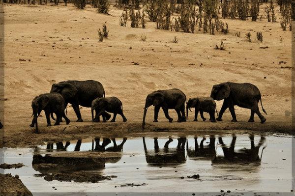 ஜிம்பாப்வே காட்டில் யானைக் கூட்டம்