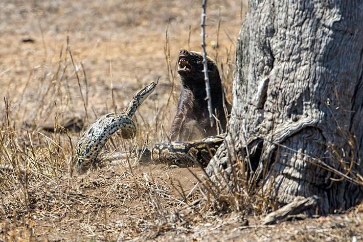 மலைப்பாம்புடன் சண்டையிடும்  கரடி