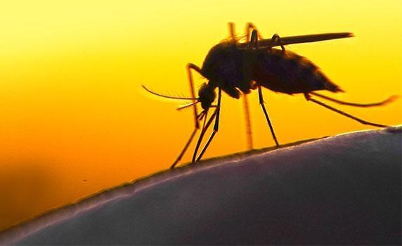 மலேரியா கொசு மலேரியா கொசு