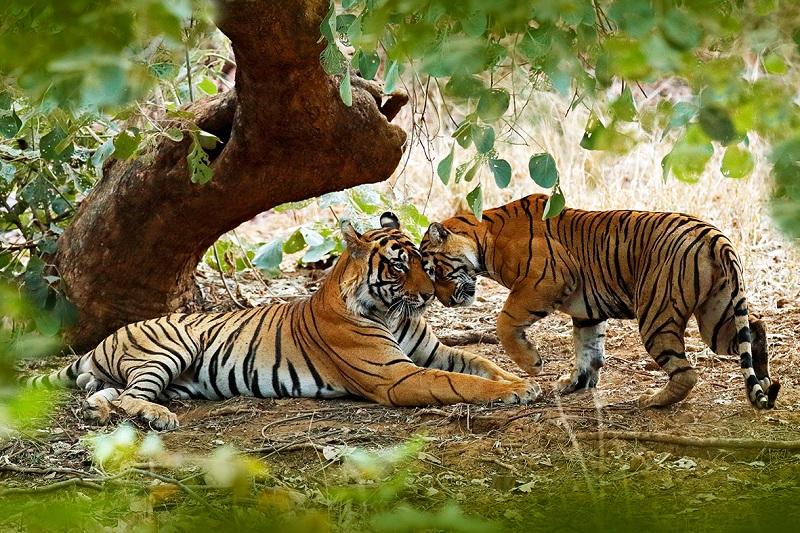 புலிகள் புலிகள்