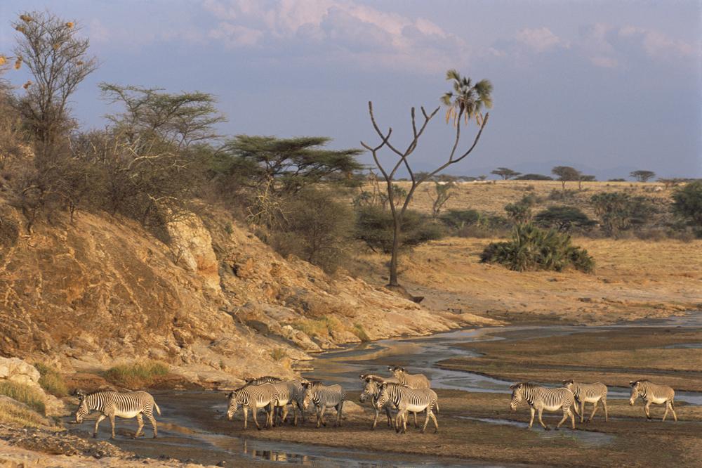 மேய்ச்சல் நிலம்