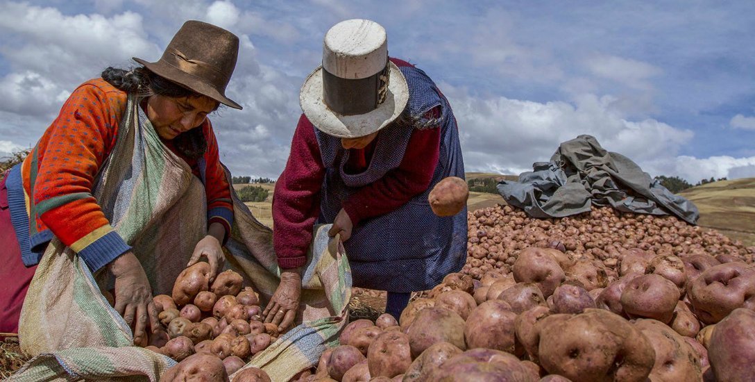 ஒரு மனிதர்... 400 வகை உருளைக்கிழங்குகள்! - உணவுப் பஞ்சம் தீர்க்கப் போராடும்  விவசாயி ஜூலியோ