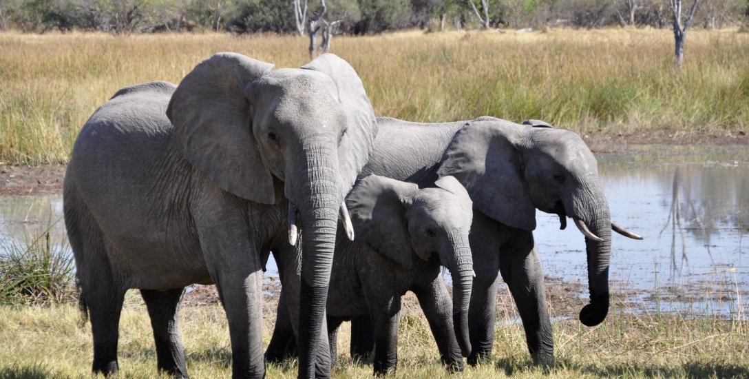 முதலையைப் பழிவாங்கிய மனிதர்கள்... மனிதர்களைப் பழிவாங்கிய விலங்குகள்! #RevengeStories