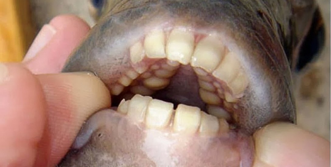 அமெரிக்காவைப் பயமுறுத்தும் மனிதப் பல் பக்கூ மீன்கள்!