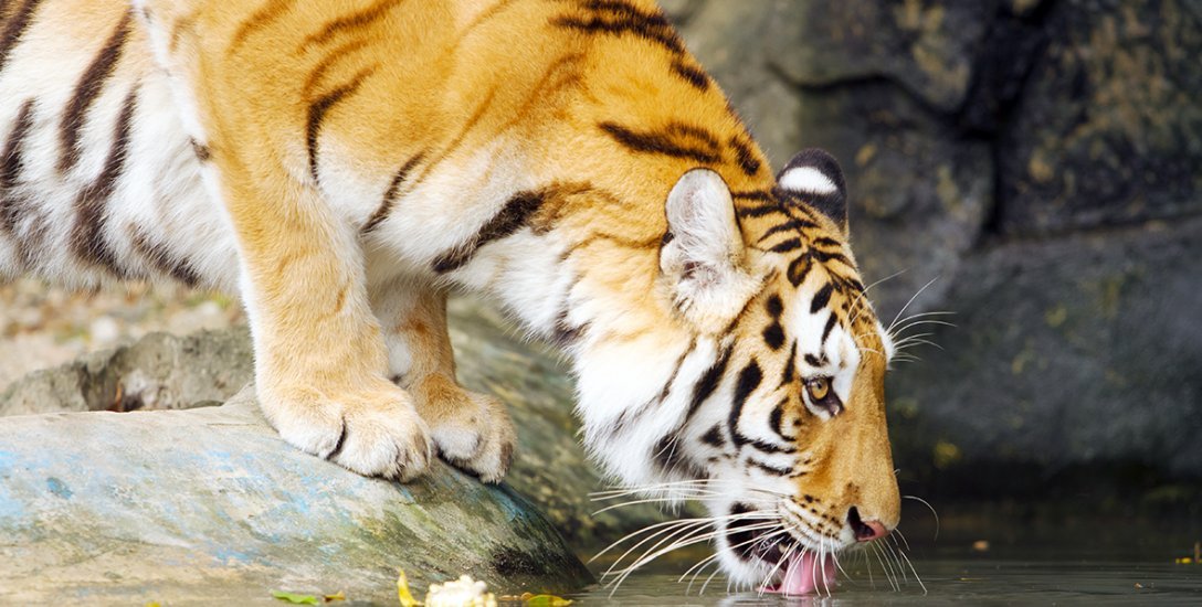 எந்த நாட்டில் எத்தனை புலிகள்? சர்வதேச புலிகள் தினம் ஏன்? #VikatanData