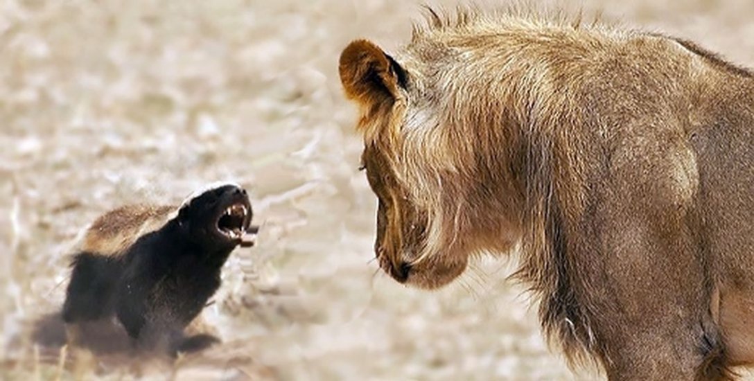 ”ஒரே அடி...ஒரே  கடி...ஆள் காலி!” - இந்த விலங்குகள் கிட்ட வச்சுக்காதீங்க மக்கா