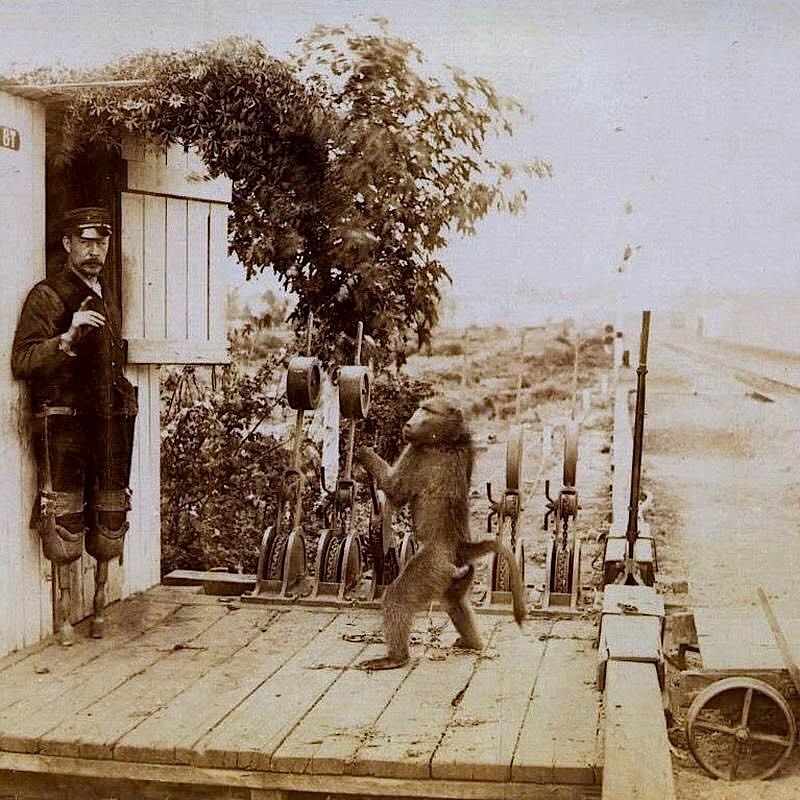 ஜாக் பபூன்