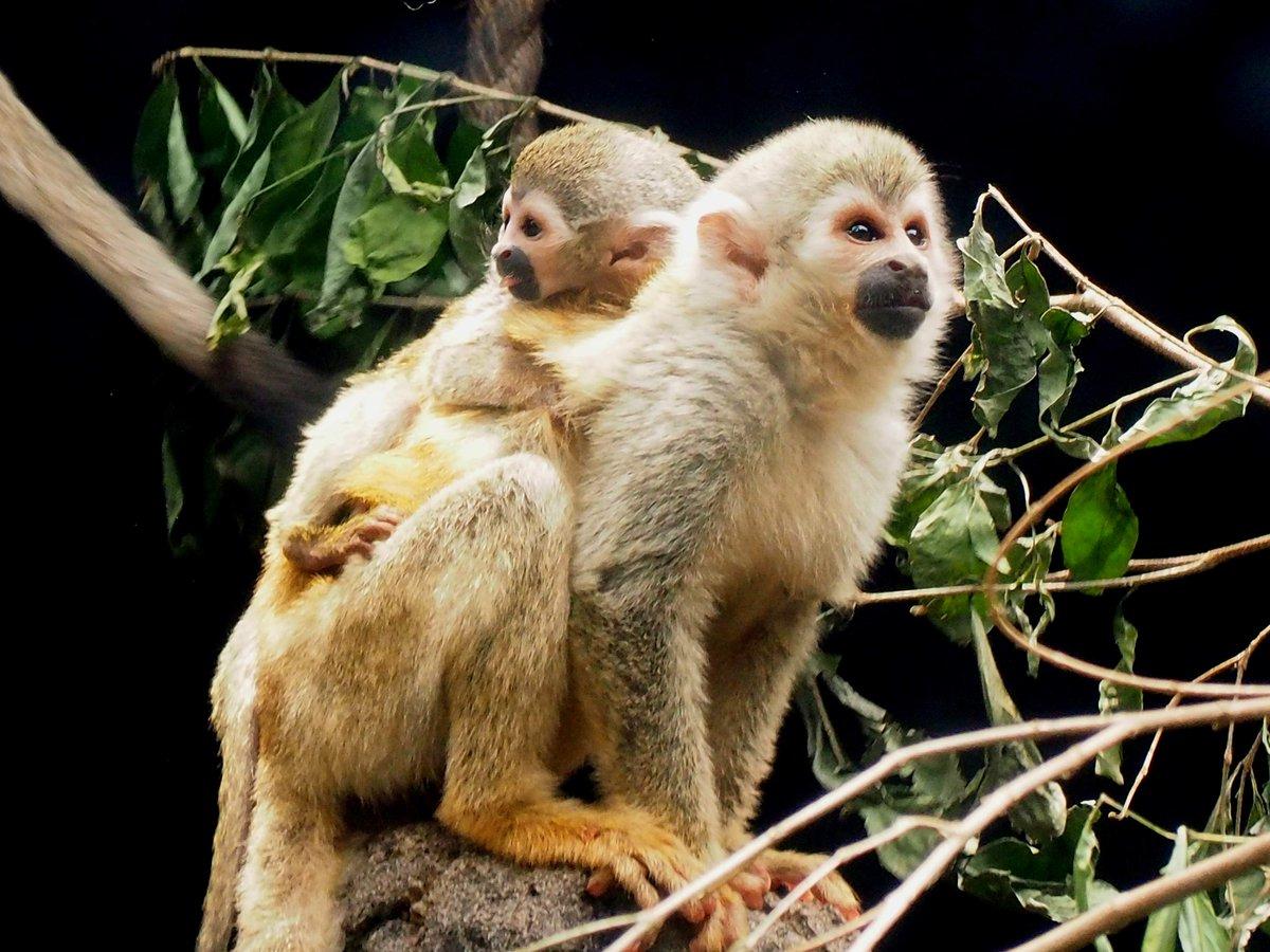 சிலந்தி குரங்கு