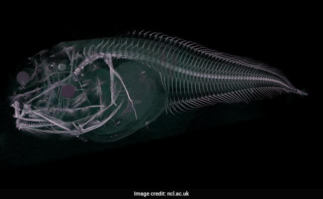 கடல்நத்தை