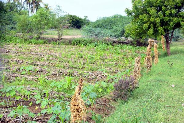 மரங்கள் - வைக்கோல்