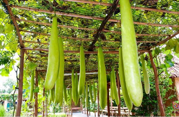 சுரைக்காய்