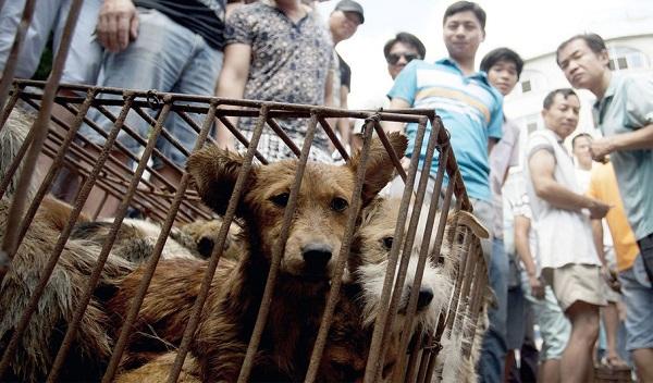 நாய்கள்