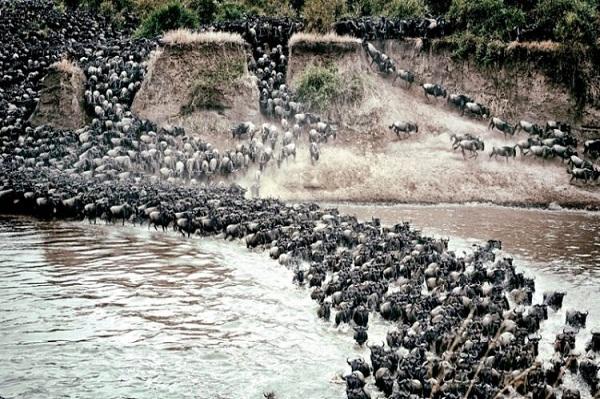 காட்டு மான்