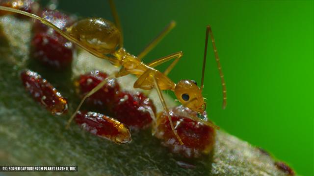 மஞ்சள் எறும்பு