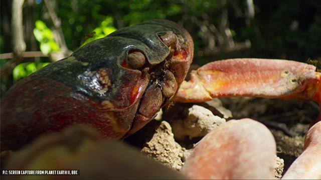 எறும்புகளால் மடிந்த நண்டு