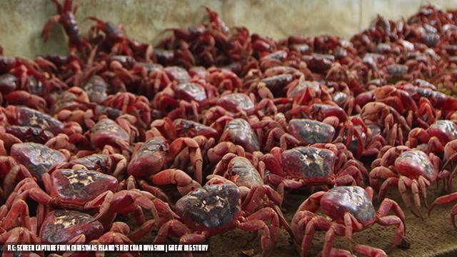 சிவப்பு நண்டுகளின் அணிவகுப்பு