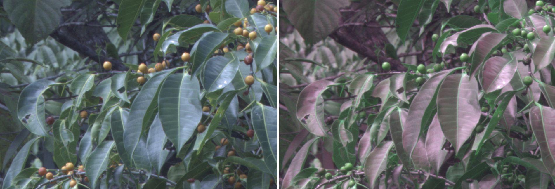 பறவைகளின் பார்வை