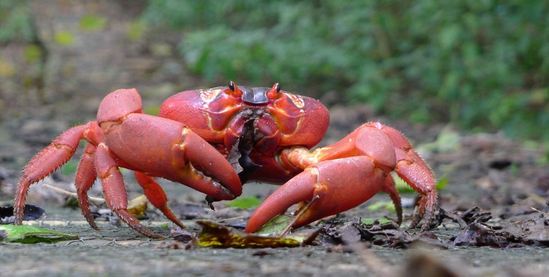 `ஒரே ஒரு எறும்புக்கூட்டம்... கோடிக்கணக்கான நண்டுகள் குளோஸ்!' - ஒரு தீவின் சோகக்கதை