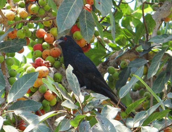 ஆசியக் குயில்