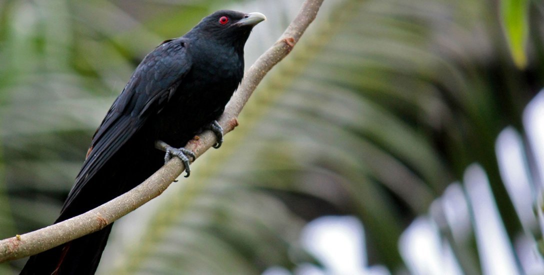 `ராஜ தந்திரன்!’ ஆசிய குயில்களின் அரசியல் தெரியுமா?!