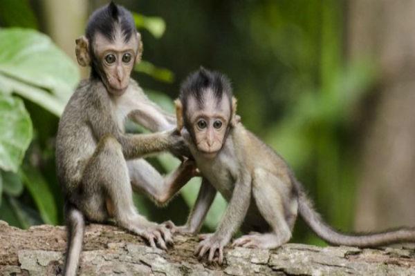 குரங்குகள்